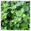 seeds 1000 common italian oregano | non-gmo heirloom fresh garden