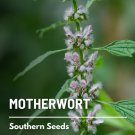 50 seeds motherwort - medicinal herb gmo (leonurus cardiaca)