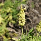 20 seeds yellow lavender lavandula viridis canary spanish portuguese flower herb