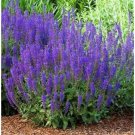 seeds 200 vera lavender english herb true perennial