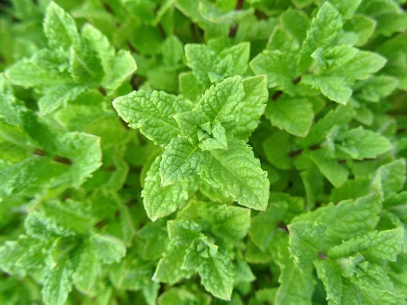 1000 seeds peppermint mint nongmo