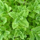 1000 seeds peppermint mint nongmo