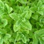 1000 seeds peppermint mint nongmo