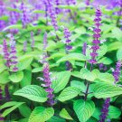 seeds salvia hispanica, herbal tea leaves chia 200 purple flowers herbs
