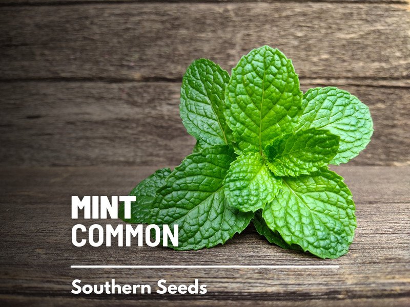 seeds mint, common - heirloom medicinal & culinary herb gmo (mentha spp