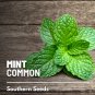 seeds mint, common - heirloom medicinal & culinary herb gmo (mentha spp