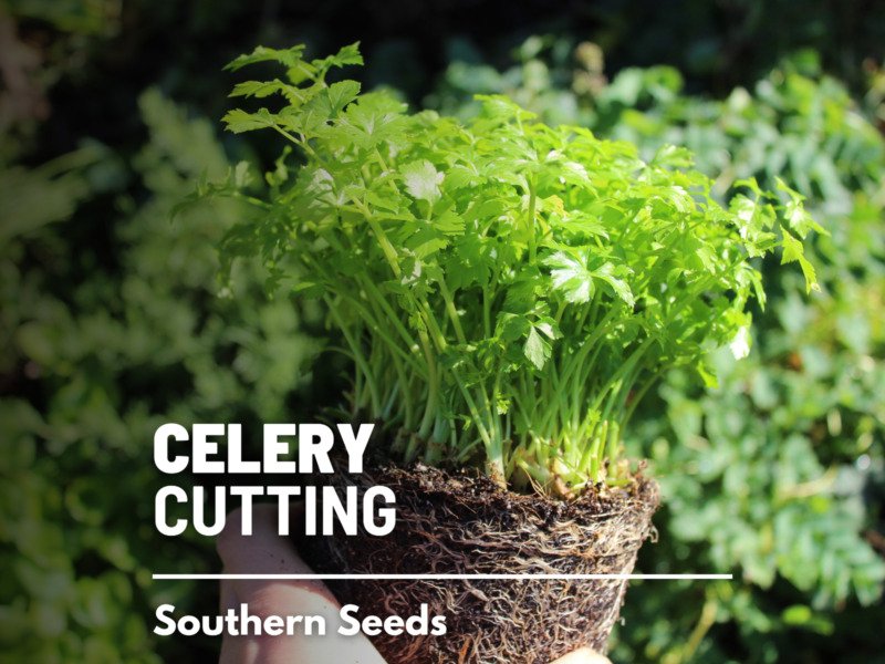 200 seeds celery, cutting - leaf celery amazingly versatile culinary herb