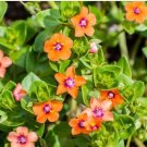 seeds 100 scarlet pimpernel herb (anagallis arvensis) bird's eye, burnet rose