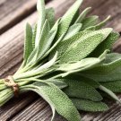 seeds sage | organic non-gmo heirloom best seller
