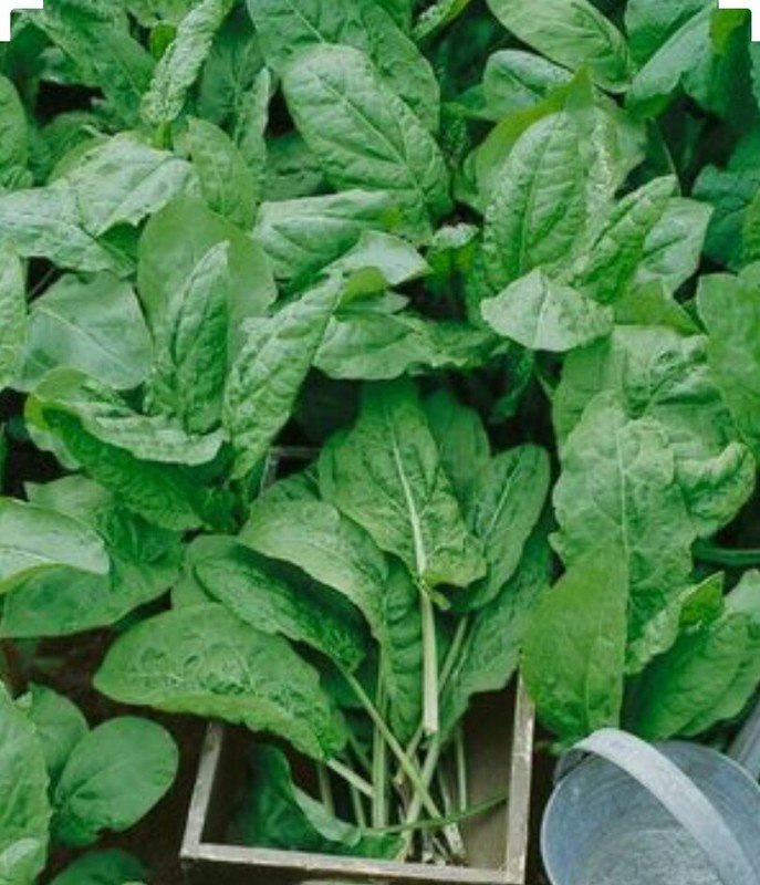 250 seeds plus large leaf sorrel herb - non gmo-organic open pollinated.