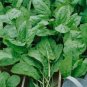 250 seeds plus large leaf sorrel herb - non gmo-organic open pollinated.