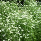 seeds 200 anise | non-gmo heirloom fresh garden