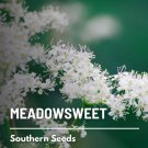 seeds meadowsweet - heirloom medicinal herb (filipendula ulmaria)