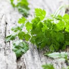 1000 seeds chervil anthriscus cerefolium non-gmo heirloom | seller