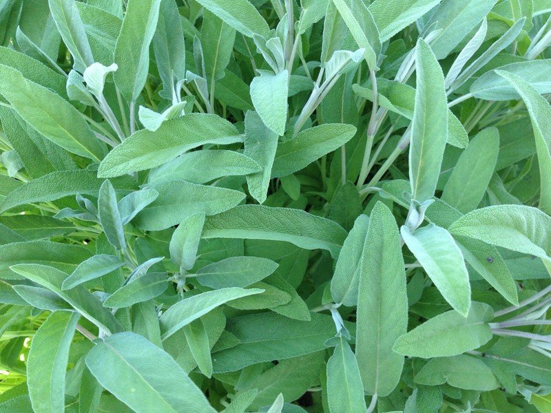 seeds 50 sage broadleaf ct herb garden non-gmo aroma perennial