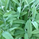 seeds 50 sage broadleaf ct herb garden non-gmo aroma perennial