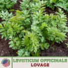 175 lovage seeds, heirloom, culinary & medicinal herb, genuine