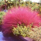 40 seeds pink muhly grass cotton candy muhlenbergia capillaris native