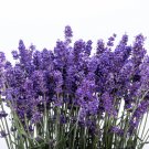 300 seeds italian lavender lavandula angustifolia blue purple flower herb