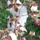 25 seeds white cotton gossypium hirsutum plant