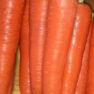 seeds carrot tendersweet 40,000 bulk great heirloom vegetable