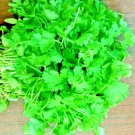 seeds 300 cilantro mexican coriander herb pest repellent slowbolt heirloom