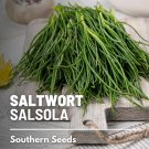 50 seeds saltwort - salsola culinary/medicinal herb japanese land seaweed