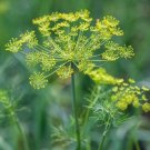 500 seeds dill - dukat butterfly host plant non-gmo