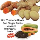 100 turmeric ginger w/ papaya seeds, organic, for planting or cooking, herb