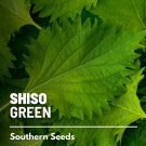 200 seeds shiso green - asian culinary herb non gmo (perilla frutescens)