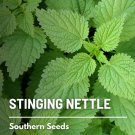 100 seeds stinging nettle - culinary& medicinal herb gmo -urtica dioica
