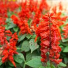 seeds scarlet sage 100 salvia coccinea herb non-gmo perennial