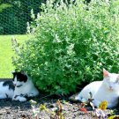 seeds 501catnip cat sedative herbal drought poor soils organic container/garden