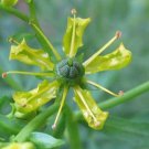 ruta graveolens | common rue herb of grace herbygrass 20_seeds