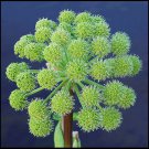 30 seeds angelica archangelica officinalis edible archangel / holy ghost herb