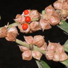 50 seeds indian ginseng withania somnifera ashwaganda herb flower