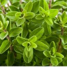 seeds 1000sweet marjoram knotted majorana perennial herb