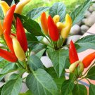 75 seeds - organic hot tabasco pepper fresh seeds,