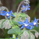 2021 seeds borage seeds- heirloom herb variety- 200 combined