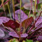 100 purple plantain seeds, plantago major purpurea, hardy, ez to grow herb