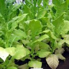 1000 seeds helena tobacco ~ smooth mild nicotiana tabacum good yields early
