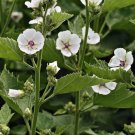 50 seeds marshmallow althaea officinalis