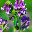 seeds 300 alfalfa organic (medicago sativa) lucerne herb, non gmo grown