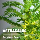 25 astragalus - huang qi seeds, heirloom herb (astragalus membranaceus)