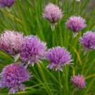 500 seeds chives common herb garden culinary fines herbs perennial salads nongmo