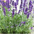 seeds 100 true/english/french lavender (lavandula angustifolia) heirloom fresh