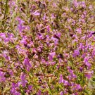 25 seeds florida calamint | clinopodium dentatum native mint rare