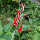 15 seeds canna indica (arrowroot) from puerto rico