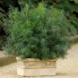 seeds fernleaf dill - 125