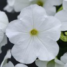20 seeds ~ new e3 easy wave white * trailing petunia pelleted